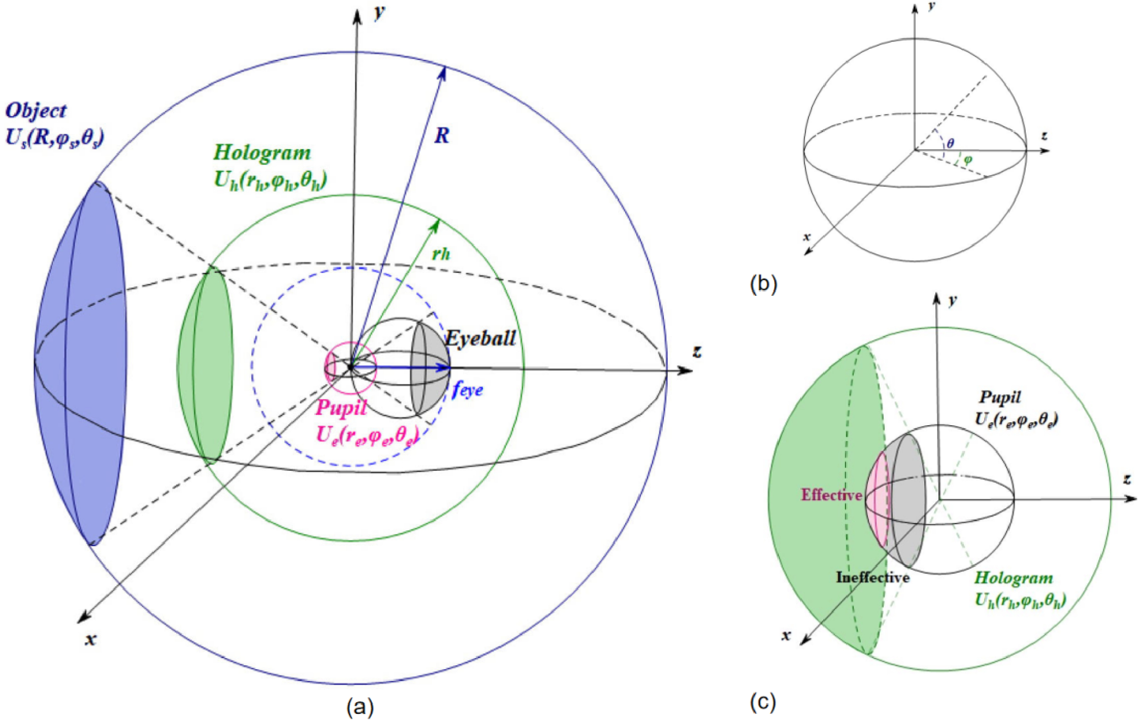 Holographic Maxwellian display based on spherical crown diffraction